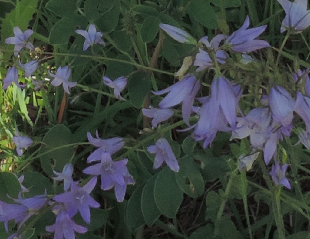 Campanula rapunculus